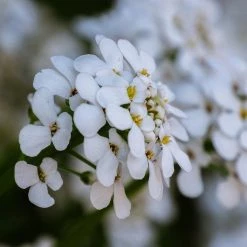 FuturePlanter Bittere Schleifenblume (Iberis Amara) Alle Pflanzen Im Shop