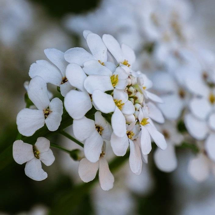 FuturePlanter Bittere Schleifenblume (Iberis Amara) Alle Pflanzen Im Shop 2 FuturePlanter Bittere Schleifenblume (Iberis Amara) Alle Pflanzen Im Shop