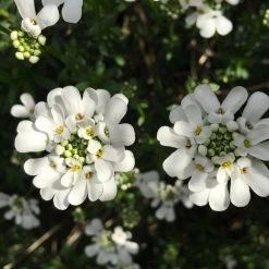 FuturePlanter Bittere Schleifenblume (Iberis Amara) Alle Pflanzen Im Shop 10 FuturePlanter Bittere Schleifenblume (Iberis Amara) Alle Pflanzen Im Shop