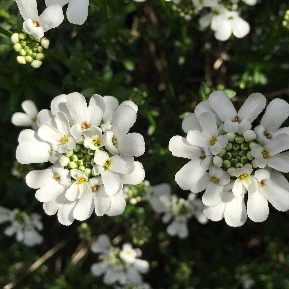 FuturePlanter Bittere Schleifenblume (Iberis Amara) Alle Pflanzen Im Shop 3 FuturePlanter Bittere Schleifenblume (Iberis Amara) Alle Pflanzen Im Shop