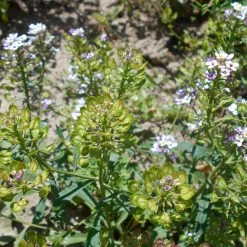 FuturePlanter Bittere Schleifenblume (Iberis Amara) Alle Pflanzen Im Shop 15 FuturePlanter Bittere Schleifenblume (Iberis Amara) Alle Pflanzen Im Shop