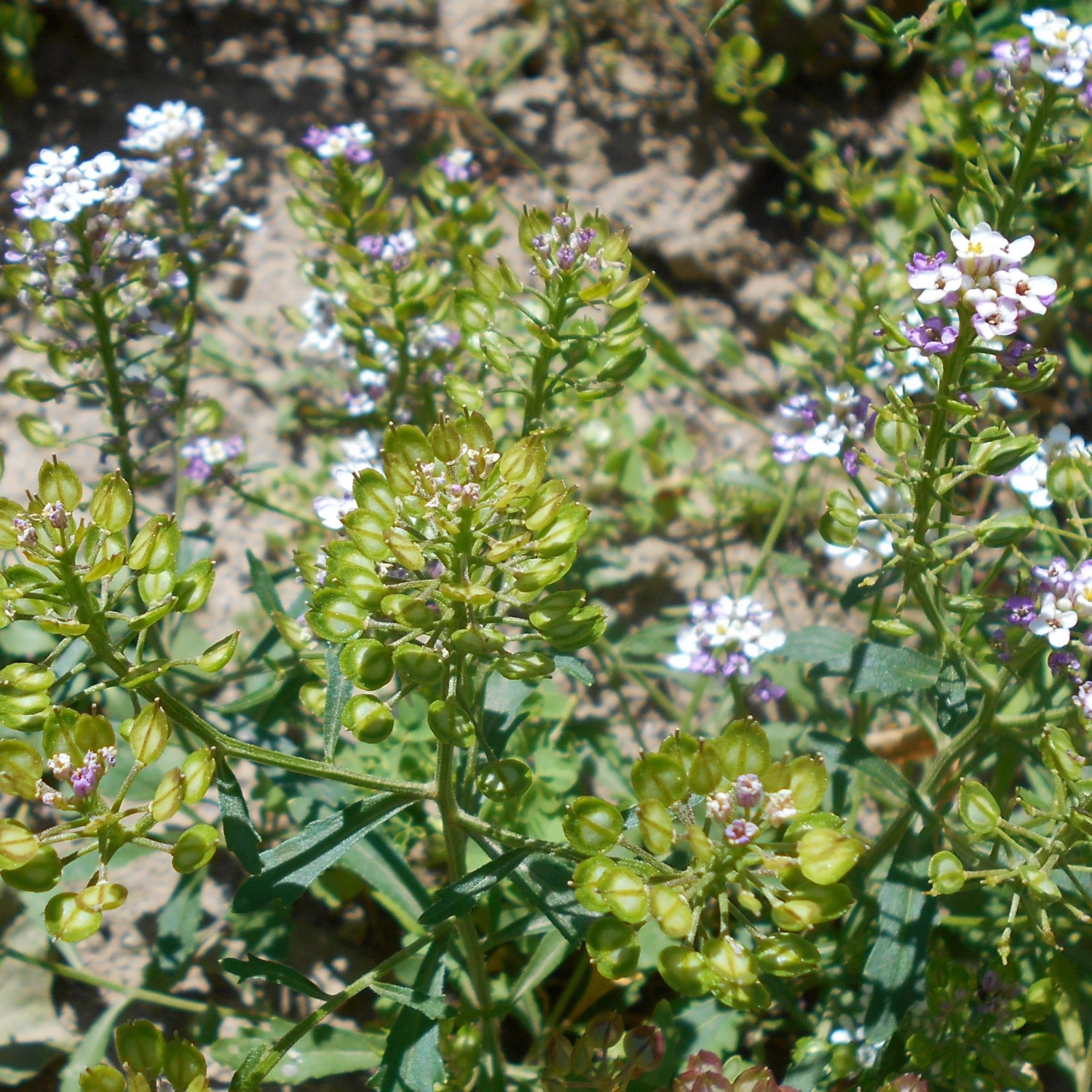 FuturePlanter Bittere Schleifenblume (Iberis Amara) Alle Pflanzen Im Shop 8 FuturePlanter Bittere Schleifenblume (Iberis Amara) Alle Pflanzen Im Shop