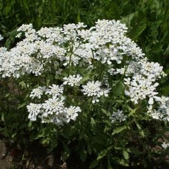 FuturePlanter Bittere Schleifenblume (Iberis Amara) Alle Pflanzen Im Shop 12 FuturePlanter Bittere Schleifenblume (Iberis Amara) Alle Pflanzen Im Shop