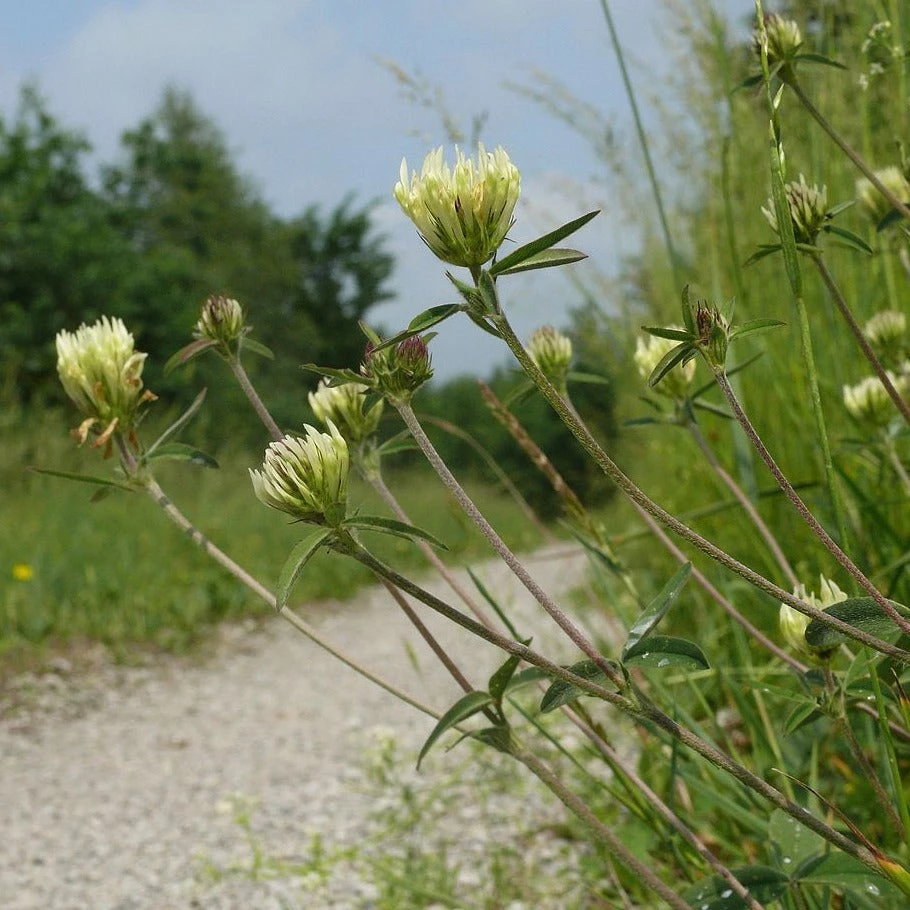 FuturePlanter Alle Pflanzen Im Shop Gelblicher Klee (Trifolium Ochroleucon) 6 FuturePlanter Alle Pflanzen Im Shop Gelblicher Klee (Trifolium Ochroleucon)