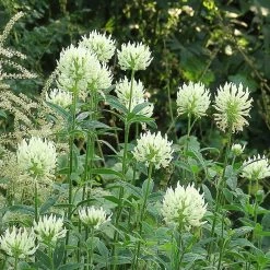 FuturePlanter Alle Pflanzen Im Shop Gelblicher Klee (Trifolium Ochroleucon) 15 FuturePlanter Alle Pflanzen Im Shop Gelblicher Klee (Trifolium Ochroleucon)