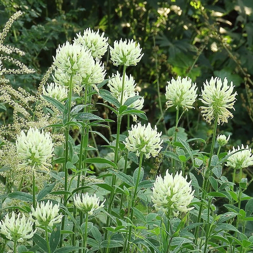 FuturePlanter Alle Pflanzen Im Shop Gelblicher Klee (Trifolium Ochroleucon) 8 FuturePlanter Alle Pflanzen Im Shop Gelblicher Klee (Trifolium Ochroleucon)