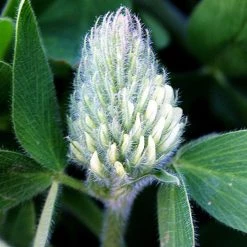 FuturePlanter Alle Pflanzen Im Shop Gelblicher Klee (Trifolium Ochroleucon)