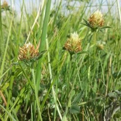 FuturePlanter Alle Pflanzen Im Shop Gelblicher Klee (Trifolium Ochroleucon) 14 FuturePlanter Alle Pflanzen Im Shop Gelblicher Klee (Trifolium Ochroleucon)