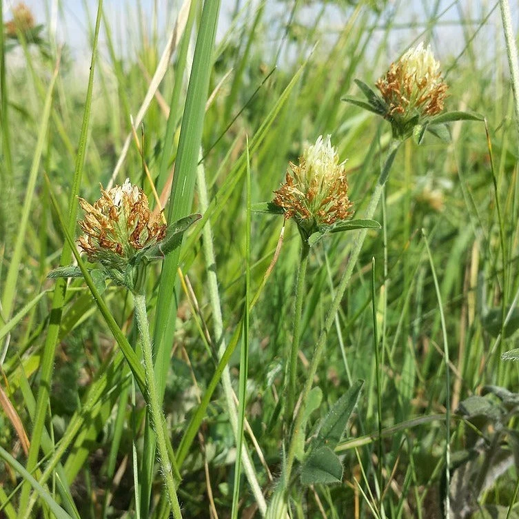FuturePlanter Alle Pflanzen Im Shop Gelblicher Klee (Trifolium Ochroleucon) 7 FuturePlanter Alle Pflanzen Im Shop Gelblicher Klee (Trifolium Ochroleucon)
