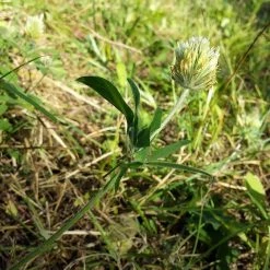 FuturePlanter Alle Pflanzen Im Shop Gelblicher Klee (Trifolium Ochroleucon) 12 FuturePlanter Alle Pflanzen Im Shop Gelblicher Klee (Trifolium Ochroleucon)