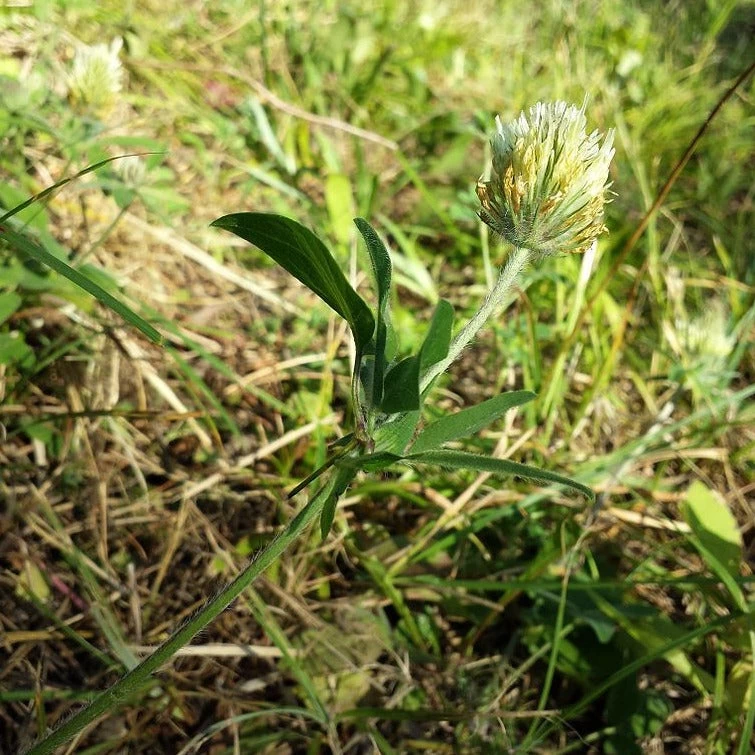 FuturePlanter Alle Pflanzen Im Shop Gelblicher Klee (Trifolium Ochroleucon) 5 FuturePlanter Alle Pflanzen Im Shop Gelblicher Klee (Trifolium Ochroleucon)