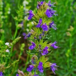 FuturePlanter Alle Pflanzen Im Shop Blauer Ysop (Hyssopus Officinalis) 15 FuturePlanter Alle Pflanzen Im Shop Blauer Ysop (Hyssopus Officinalis)