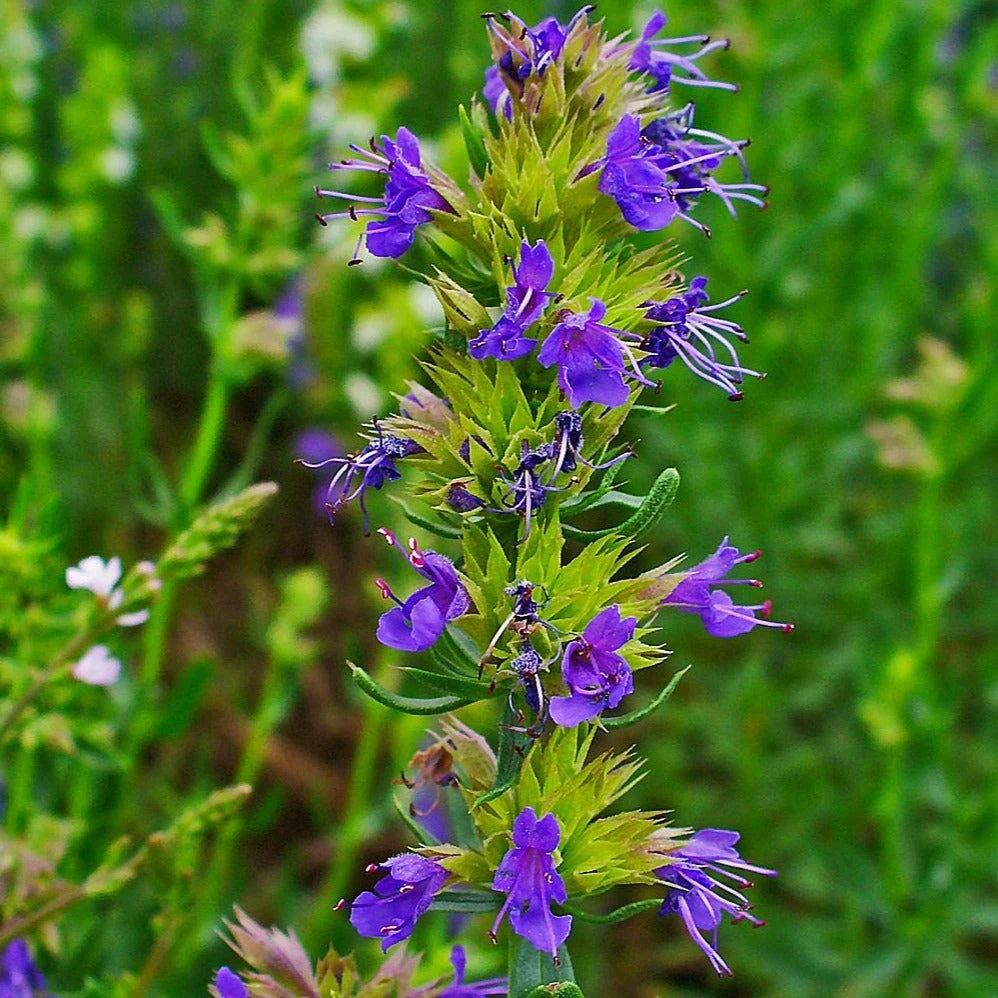 FuturePlanter Alle Pflanzen Im Shop Blauer Ysop (Hyssopus Officinalis) 8 FuturePlanter Alle Pflanzen Im Shop Blauer Ysop (Hyssopus Officinalis)