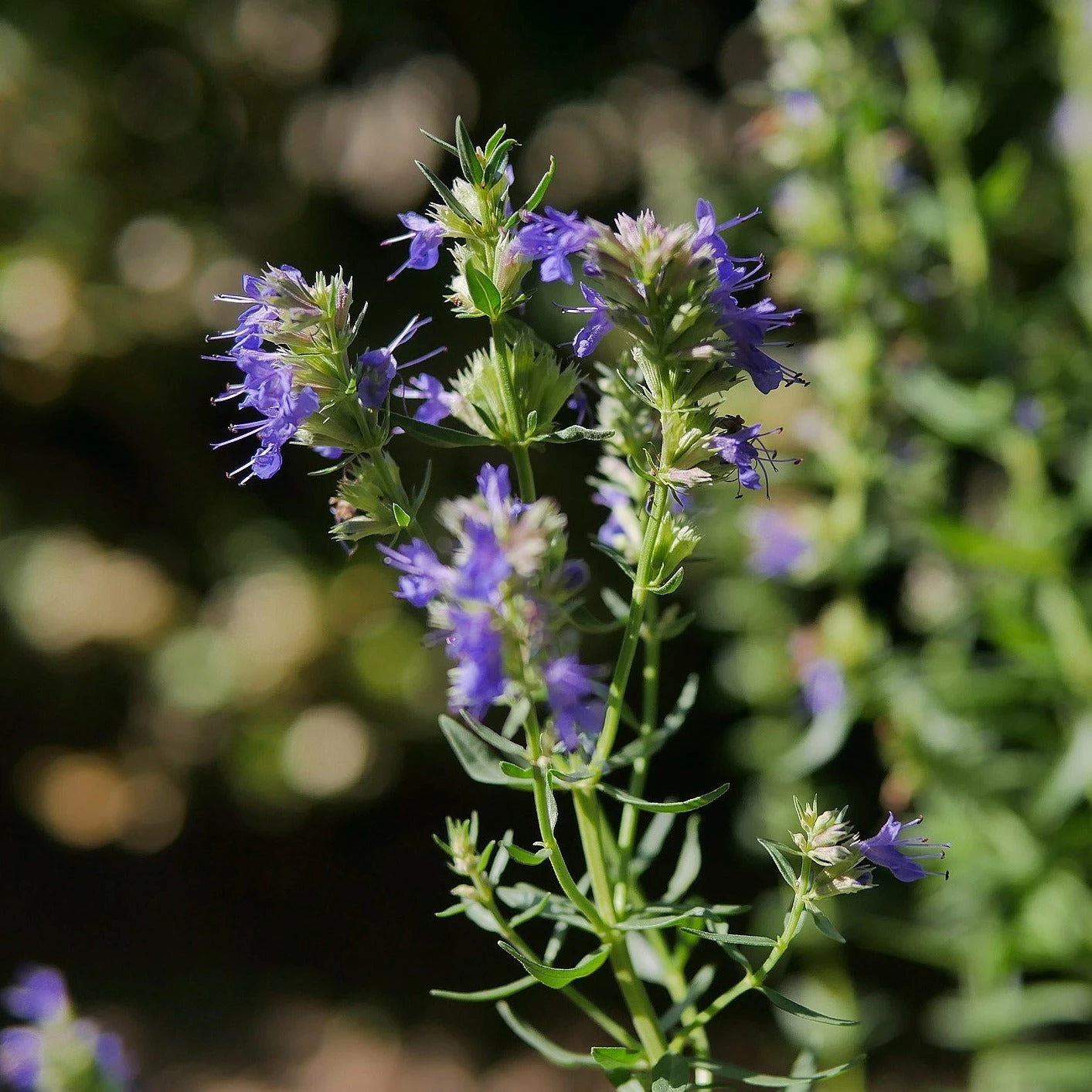FuturePlanter Alle Pflanzen Im Shop Blauer Ysop (Hyssopus Officinalis) 5 FuturePlanter Alle Pflanzen Im Shop Blauer Ysop (Hyssopus Officinalis)