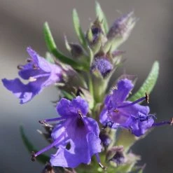 FuturePlanter Alle Pflanzen Im Shop Blauer Ysop (Hyssopus Officinalis) 11 FuturePlanter Alle Pflanzen Im Shop Blauer Ysop (Hyssopus Officinalis)