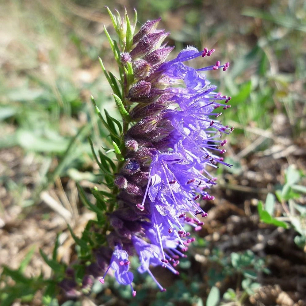 FuturePlanter Alle Pflanzen Im Shop Blauer Ysop (Hyssopus Officinalis) 6 FuturePlanter Alle Pflanzen Im Shop Blauer Ysop (Hyssopus Officinalis)