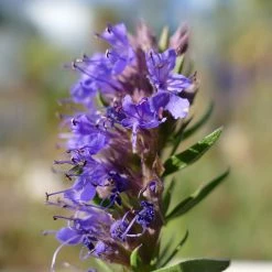 FuturePlanter Alle Pflanzen Im Shop Blauer Ysop (Hyssopus Officinalis) 14 FuturePlanter Alle Pflanzen Im Shop Blauer Ysop (Hyssopus Officinalis)