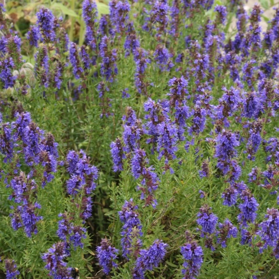 FuturePlanter Alle Pflanzen Im Shop Blauer Ysop (Hyssopus Officinalis) 3 FuturePlanter Alle Pflanzen Im Shop Blauer Ysop (Hyssopus Officinalis)