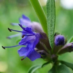 FuturePlanter Alle Pflanzen Im Shop Blauer Ysop (Hyssopus Officinalis)