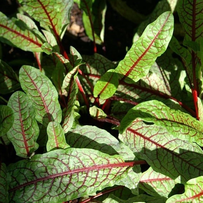 FuturePlanter Blut-Ampfer (Rumex Sanguineus) Alle Pflanzen Im Shop 1 FuturePlanter Blut-Ampfer (Rumex Sanguineus) Alle Pflanzen Im Shop