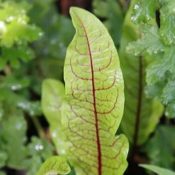 FuturePlanter Blut-Ampfer (Rumex Sanguineus) Alle Pflanzen Im Shop 13 FuturePlanter Blut-Ampfer (Rumex Sanguineus) Alle Pflanzen Im Shop