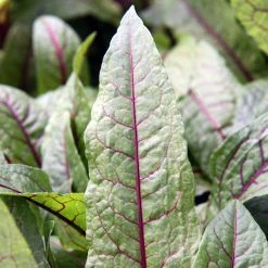 FuturePlanter Blut-Ampfer (Rumex Sanguineus) Alle Pflanzen Im Shop 14 FuturePlanter Blut-Ampfer (Rumex Sanguineus) Alle Pflanzen Im Shop