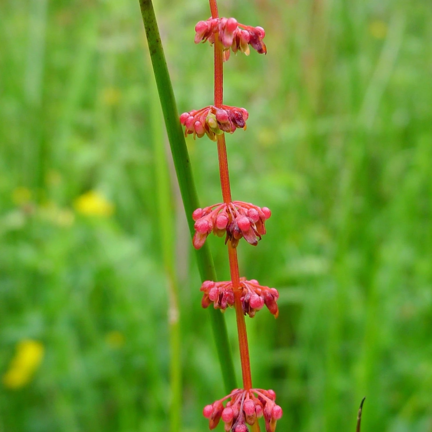 FuturePlanter Blut-Ampfer (Rumex Sanguineus) Alle Pflanzen Im Shop 2 FuturePlanter Blut-Ampfer (Rumex Sanguineus) Alle Pflanzen Im Shop