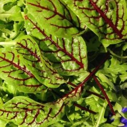 FuturePlanter Blut-Ampfer (Rumex Sanguineus) Alle Pflanzen Im Shop 11 FuturePlanter Blut-Ampfer (Rumex Sanguineus) Alle Pflanzen Im Shop