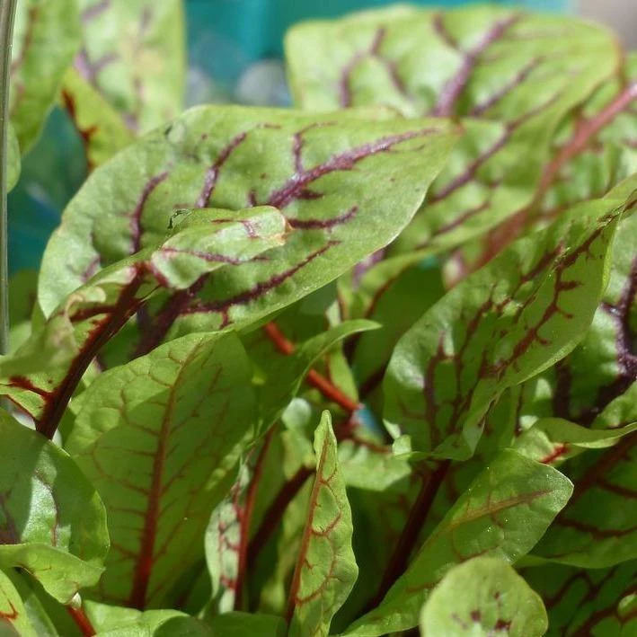 FuturePlanter Blut-Ampfer (Rumex Sanguineus) Alle Pflanzen Im Shop 8 FuturePlanter Blut-Ampfer (Rumex Sanguineus) Alle Pflanzen Im Shop