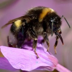 FuturePlanter Schmalblättriges Weidenröschen (Epilobium Angustifolium)