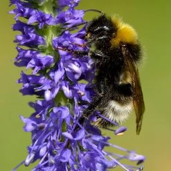 FuturePlanter Ähriger Ehrenpreis (Pseudolysimachion Spicatum) 10 FuturePlanter Ähriger Ehrenpreis (Pseudolysimachion Spicatum)