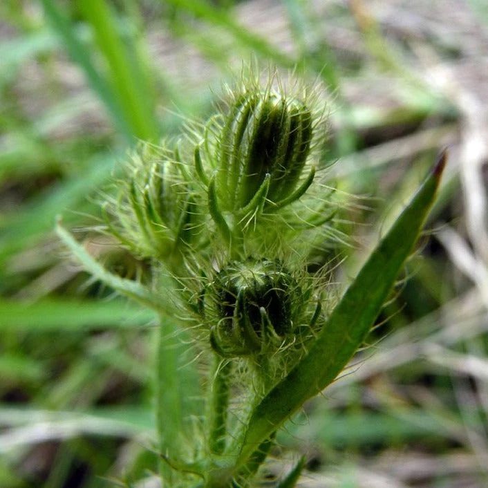 FuturePlanter Alle Pflanzen Im Shop Borstiger Pippau (Crepis Setosa) 8 FuturePlanter Alle Pflanzen Im Shop Borstiger Pippau (Crepis Setosa)