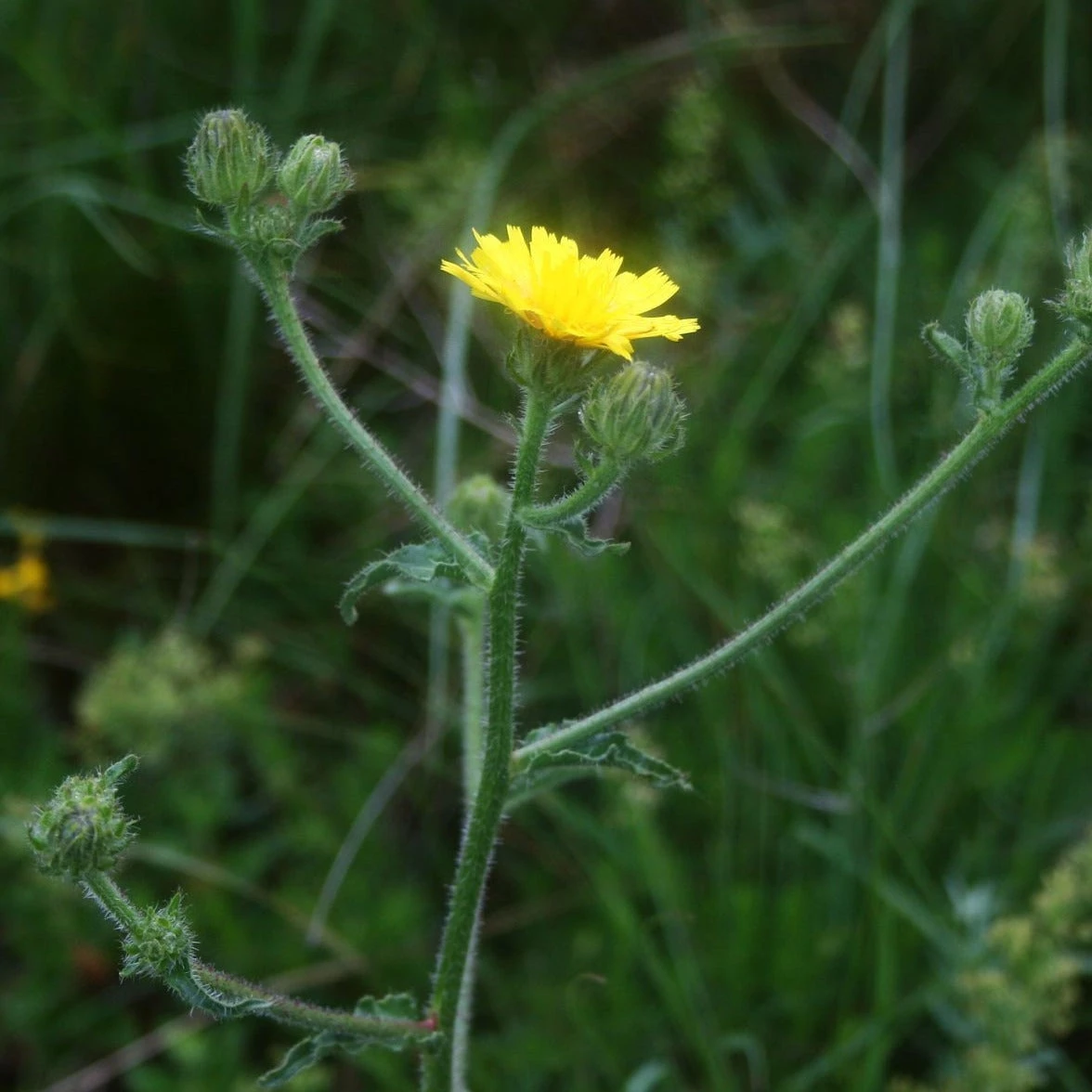 FuturePlanter Alle Pflanzen Im Shop Borstiger Pippau (Crepis Setosa) 7 FuturePlanter Alle Pflanzen Im Shop Borstiger Pippau (Crepis Setosa)