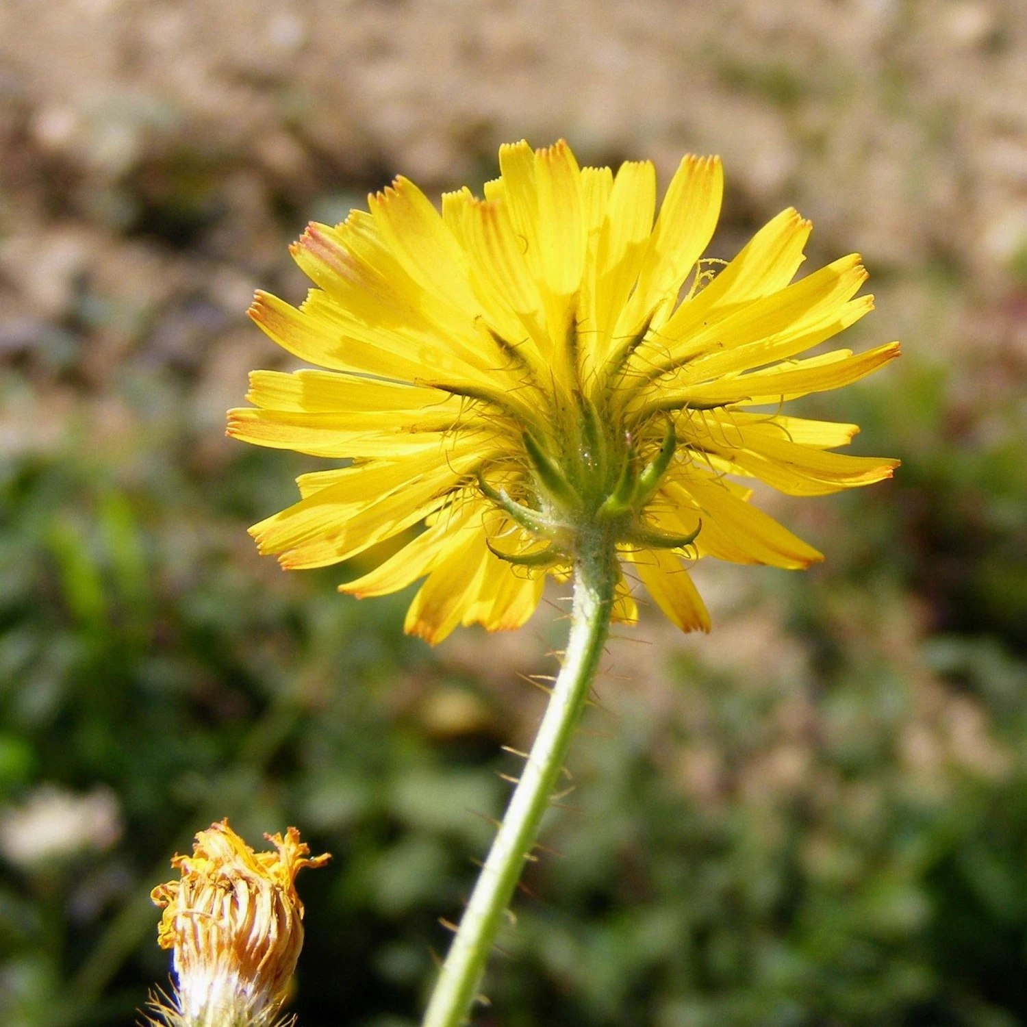 FuturePlanter Alle Pflanzen Im Shop Borstiger Pippau (Crepis Setosa) 4 FuturePlanter Alle Pflanzen Im Shop Borstiger Pippau (Crepis Setosa)