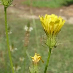 FuturePlanter Alle Pflanzen Im Shop Borstiger Pippau (Crepis Setosa) 12 FuturePlanter Alle Pflanzen Im Shop Borstiger Pippau (Crepis Setosa)
