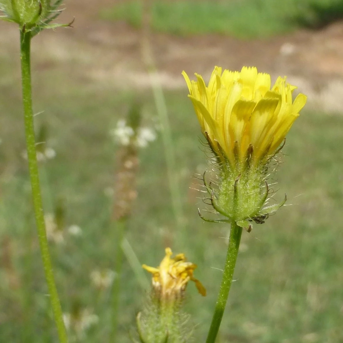 FuturePlanter Alle Pflanzen Im Shop Borstiger Pippau (Crepis Setosa) 5 FuturePlanter Alle Pflanzen Im Shop Borstiger Pippau (Crepis Setosa)