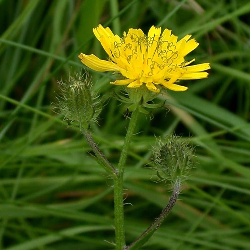 FuturePlanter Alle Pflanzen Im Shop Borstiger Pippau (Crepis Setosa) 1 FuturePlanter Alle Pflanzen Im Shop Borstiger Pippau (Crepis Setosa)