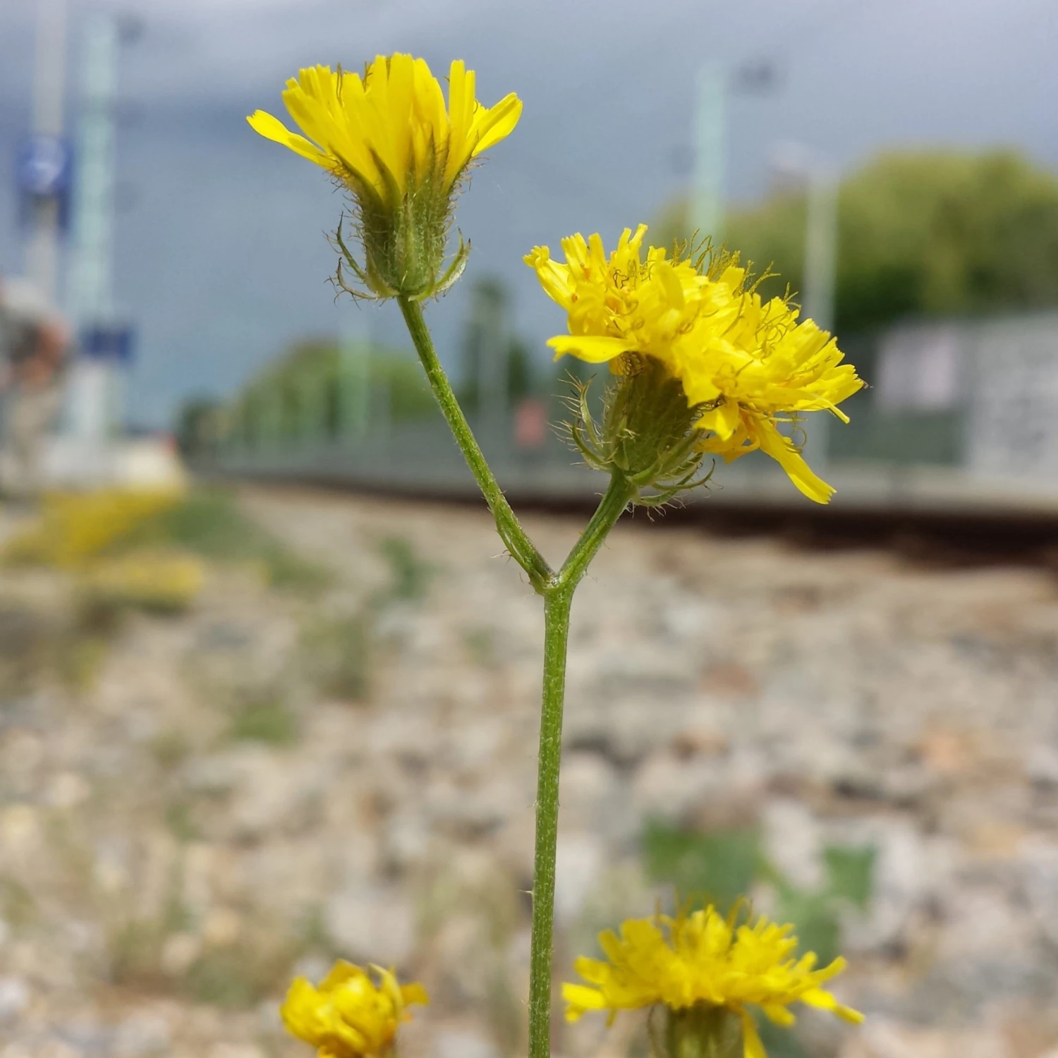 FuturePlanter Alle Pflanzen Im Shop Borstiger Pippau (Crepis Setosa) 3 FuturePlanter Alle Pflanzen Im Shop Borstiger Pippau (Crepis Setosa)
