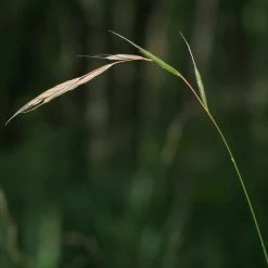 FuturePlanter Waldzwenke (Brachypodium Sylvaticum)