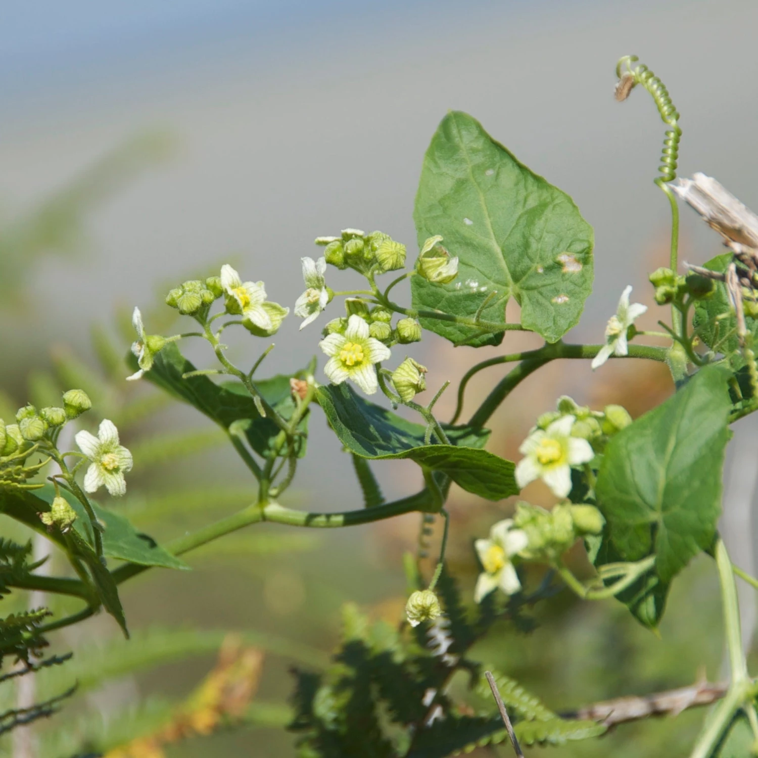 FuturePlanter Zweihäusige Zaunrübe (Bryonia Dioica) Alle Pflanzen Im Shop 2 FuturePlanter Zweihäusige Zaunrübe (Bryonia Dioica) Alle Pflanzen Im Shop