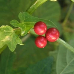 FuturePlanter Zweihäusige Zaunrübe (Bryonia Dioica) Alle Pflanzen Im Shop 11 FuturePlanter Zweihäusige Zaunrübe (Bryonia Dioica) Alle Pflanzen Im Shop