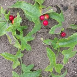 FuturePlanter Zweihäusige Zaunrübe (Bryonia Dioica) Alle Pflanzen Im Shop 15 FuturePlanter Zweihäusige Zaunrübe (Bryonia Dioica) Alle Pflanzen Im Shop