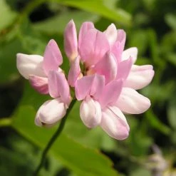 FuturePlanter Alle Pflanzen Im Shop Bunte Kronwicke (Securigera Varia)