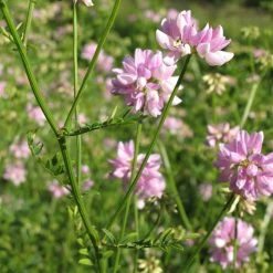 FuturePlanter Alle Pflanzen Im Shop Bunte Kronwicke (Securigera Varia)