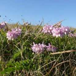 FuturePlanter Alle Pflanzen Im Shop Bunte Kronwicke (Securigera Varia)