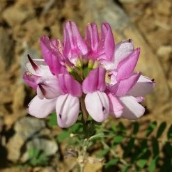 FuturePlanter Alle Pflanzen Im Shop Bunte Kronwicke (Securigera Varia)