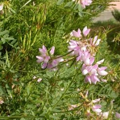 FuturePlanter Alle Pflanzen Im Shop Bunte Kronwicke (Securigera Varia)