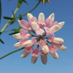 FuturePlanter Alle Pflanzen Im Shop Bunte Kronwicke (Securigera Varia)