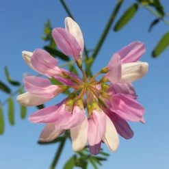 FuturePlanter Alle Pflanzen Im Shop Bunte Kronwicke (Securigera Varia)