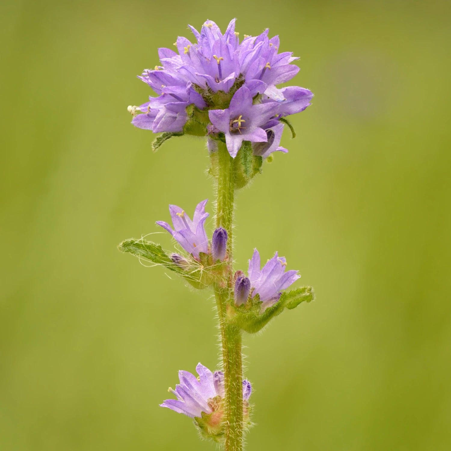 FuturePlanter Borstige Glockenblume (Campanula Cervicaria) Alle Pflanzen Im Shop 1 FuturePlanter Borstige Glockenblume (Campanula Cervicaria) Alle Pflanzen Im Shop